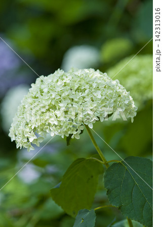 紫陽花園に緑色のアジサイの花が咲いています。学名はHydrangeaです。 紫陽花園に緑色のアジサイの花が咲いています。学名はHydrangeaです。 142313016
