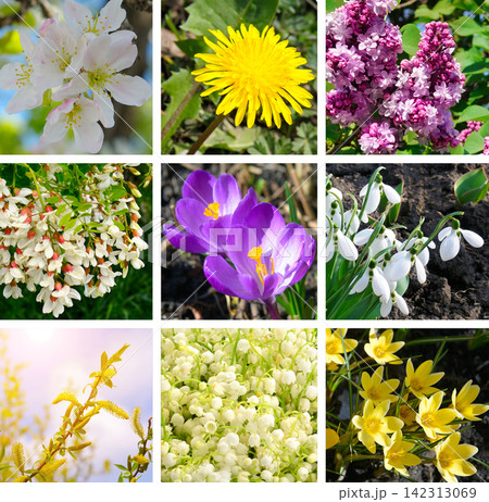 Spring Flowers Grid Collage with Lilac, Snowdrops, Crocus, and Dandelion Beautiful Colorful Spring Blossom Photo Set with Fresh Floral Close-ups Spring Flowers Grid Collage with Lilac, Snowdrops, Crocus, and Dandelion Beautiful Colorful Spring Blossom Photo Set with Fresh Floral Close-ups 142313069
