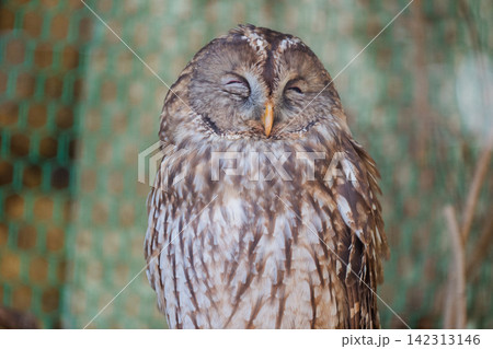 フクロウは昼眠い フクロウは昼眠い 142313146