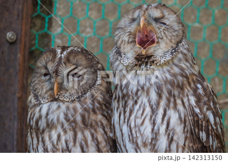 フクロウは昼眠い フクロウは昼眠い 142313150