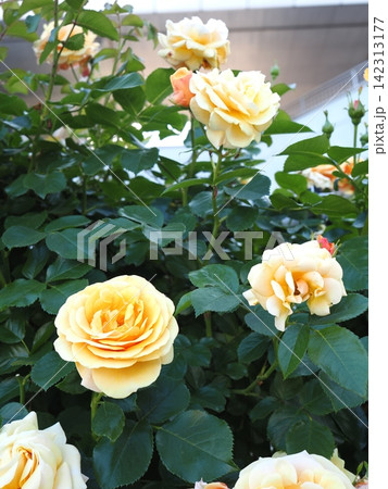 山口県のバラ園で撮影した爽やかな黄色いバラの花束のようなカット 142313177
