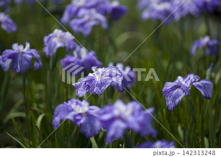 花菖蒲園に紫と白色の花菖蒲の花が咲いています。このハナショウブの名前は扇寿(センジュ)です。 花菖蒲園に紫と白色の花菖蒲の花が咲いています。このハナショウブの名前は扇寿(センジュ)です。 142313248