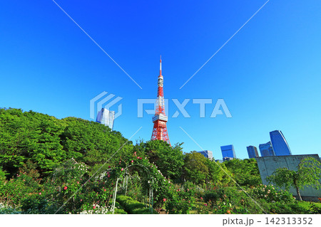 東京都港区、東京タワーと新緑の風景 東京都港区、東京タワーと新緑の風景 142313352