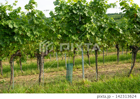 Organic grape vines growing in neat rows on a sunny winery farm Organic grape vines growing in neat rows on a sunny winery farm 142313624