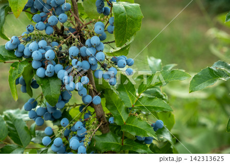 Ripe blue berries of mahonia shrub with green leaves outdoors. Ripe blue berries of mahonia shrub with green leaves outdoors. 142313625