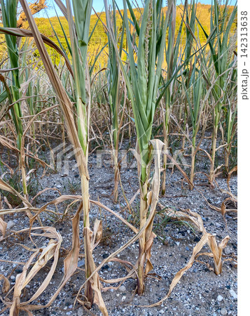 Agricultural field with dry corn stalks affected by hot summer weather. Agricultural field with dry corn stalks affected by hot summer weather. 142313638
