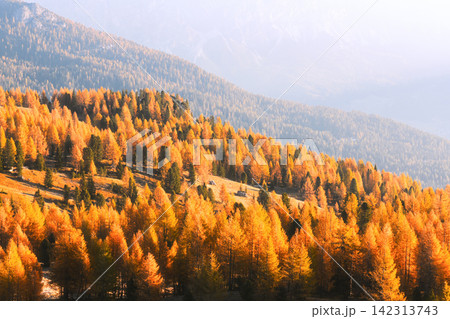 Autumn larch forest covers mountain slopes in warm morning light Autumn larch forest covers mountain slopes in warm morning light 142313743