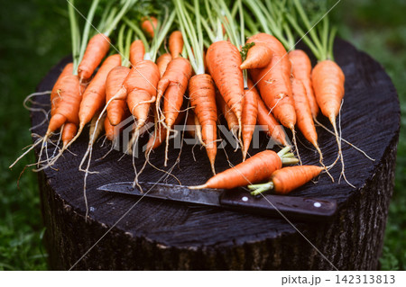 Organic carrots with greens spread on rustic wooden stump 142313813