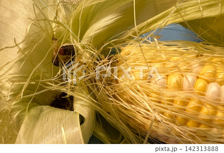 Agricultural pest caterpillar on fresh corn husk and damaged cob end Agricultural pest caterpillar on fresh corn husk and damaged cob end 142313888