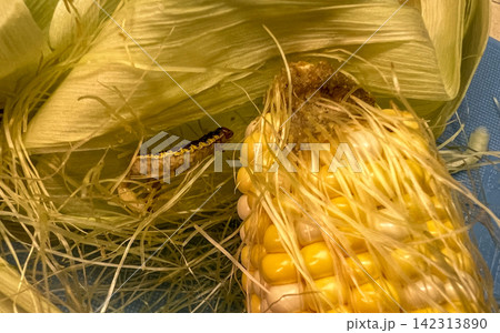 Agricultural pest caterpillar on fresh corn husk and damaged cob end 142313890
