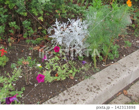 もうすぐ黄色い花が咲くsh路多恵菊と赤色の花の咲いたペチニアの花 142313898