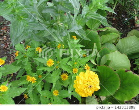 黄色のマリーゴールドの花とメランポジュームの黄色い花 黄色のマリーゴールドの花とメランポジュームの黄色い花 142313899