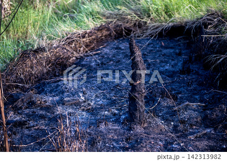 The site of a burned firewood pile 142313982