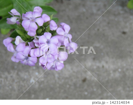 ハマナデシコの紫色の花 ハマナデシコの紫色の花 142314034