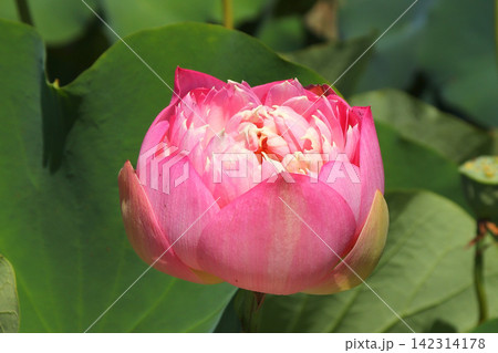 八重咲のハスの花(福島県国見町のあつかし千年公園) 八重咲のハスの花(福島県国見町のあつかし千年公園) 142314178