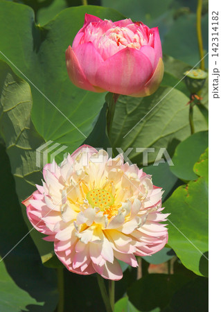 八重咲のハスの花（福島県国見町のあつかし千年公園） 142314182