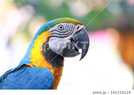 Blue and Gold Macaw Head Portrait Close Up with Colorful Bokeh Background Blue and Gold Macaw Head Portrait Close Up with Colorful Bokeh Background 142314224