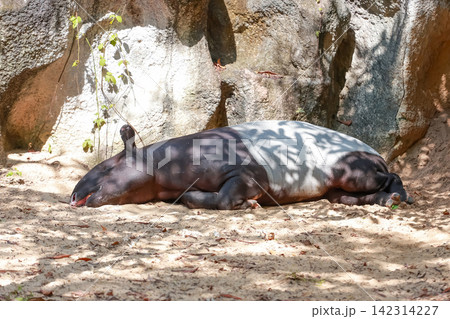 Malayan Tapir Sleeping on Sandy Ground in Shaded Natural Habitat Malayan Tapir Sleeping on Sandy Ground in Shaded Natural Habitat 142314227