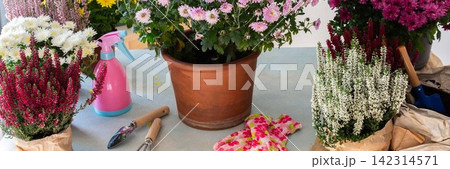 Decoration terrace with vibrant fall flowers like chrysanthemums and heather in pots, creating a cozy and colorful outdoor environment for autumn, banner Decoration terrace with vibrant fall flowers like chrysanthemums and heather in pots, creating a cozy and colorful outdoor environment for autumn, banner 142314571