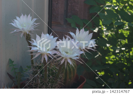 Blooming White Cactus Flowers Echinopsis Oxygona Close Up Blooming White Cactus Flowers Echinopsis Oxygona Close Up 142314767