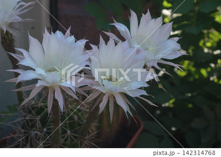 Blooming White Cactus Flowers Echinopsis Oxygona Close Up Blooming White Cactus Flowers Echinopsis Oxygona Close Up 142314768