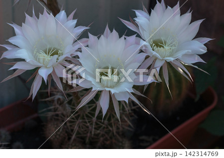 Blooming White Cactus Flowers Echinopsis Oxygona Close Up Blooming White Cactus Flowers Echinopsis Oxygona Close Up 142314769