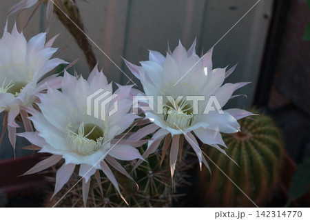 Blooming White Cactus Flowers Echinopsis Oxygona Close Up Blooming White Cactus Flowers Echinopsis Oxygona Close Up 142314770