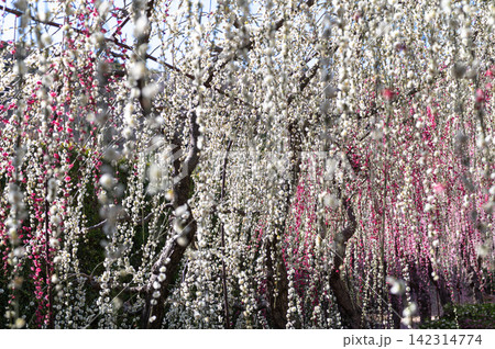 浜松市舘山寺の大草山のしだれ梅 142314774