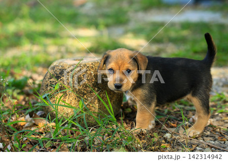 Cute Mixed Breed Puppies Playing Outdoors on Green Grass Cute Mixed Breed Puppies Playing Outdoors on Green Grass 142314942