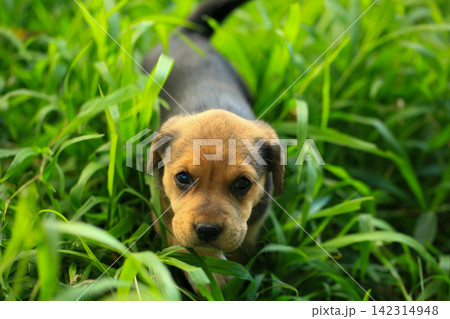Cute Mixed Breed Puppies Playing Outdoors on Green Grass Cute Mixed Breed Puppies Playing Outdoors on Green Grass 142314948