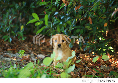 Cute Mixed Breed Puppies Playing Outdoors on Green Grass Cute Mixed Breed Puppies Playing Outdoors on Green Grass 142314973
