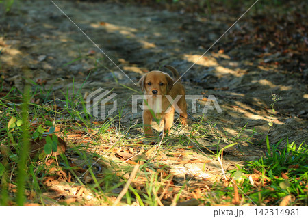 Cute Mixed Breed Puppies Playing Outdoors on Green Grass 142314981