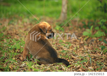 Cute Mixed Breed Puppies Playing Outdoors on Green Grass 142315013