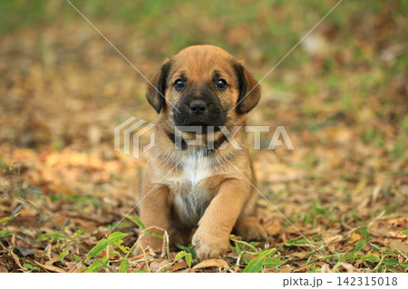 Cute Mixed Breed Puppies Playing Outdoors on Green Grass 142315018