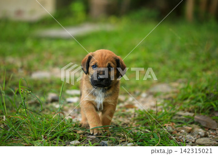 Cute Mixed Breed Puppies Playing Outdoors on Green Grass 142315021