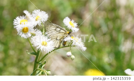 ヒメジョオンの蜜を吸うウスバシロチョウ 142315359