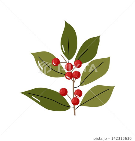 Winter botanical branch with smooth leaves and red berries isolated on white Winter botanical branch with smooth leaves and red berries isolated on white 142315630