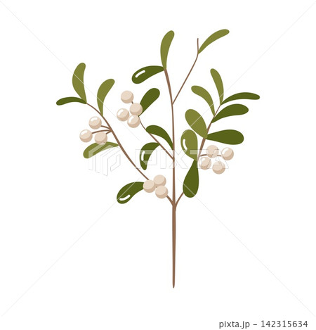 Mistletoe sprig with white berries vector isolated on white background Mistletoe sprig with white berries vector isolated on white background 142315634