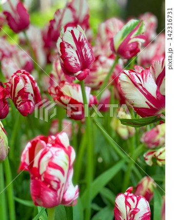 Red and White Tulip Flowers Red and White Tulip Flowers 142316731