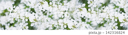Panoramic view of blooming white spirea branches with small floral blossoms and spring green leaves. Panoramic view of blooming white spirea branches with small floral blossoms and spring green leaves. 142316824