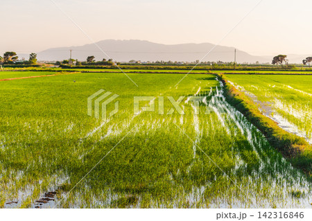 Ebro Delta rice fields with young rice plants growing in flooded paddies, Catalonia, Spain Ebro Delta rice fields with young rice plants growing in flooded paddies, Catalonia, Spain 142316846