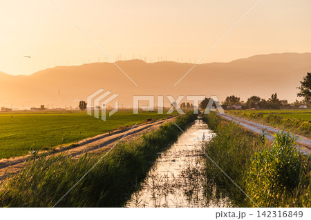 Irrigation canal and rice fields at sunset in Ebro Delta Natural Park, Catalonia, Spain Irrigation canal and rice fields at sunset in Ebro Delta Natural Park, Catalonia, Spain 142316849