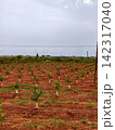 Young citrus trees growing in agricultural field in spain 142317040