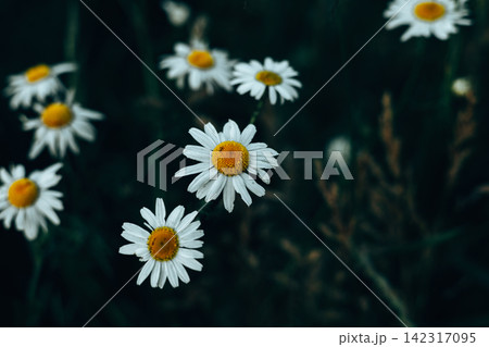 Close-up of white chamomile daisies blooming in a summer meadow with soft dark green background. Delicate summertime wildflowers in natural light. Close-up of white chamomile daisies blooming in a summer meadow with soft dark green background. Delicate summertime wildflowers in natural light. 142317095