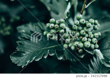Close-up of unripe green berries growing on a shrub with dark green foliage. Botanical nature photography featuring selective focus. Lush foliage. Close-up of unripe green berries growing on a shrub with dark green foliage. Botanical nature photography featuring selective focus. Lush foliage. 142317096