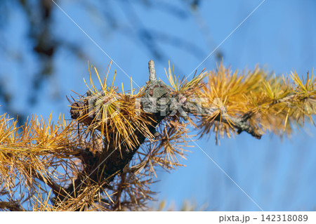 Pruned Japanese Larch Branch with Golden Needle Clusters Pruned Japanese Larch Branch with Golden Needle Clusters 142318089