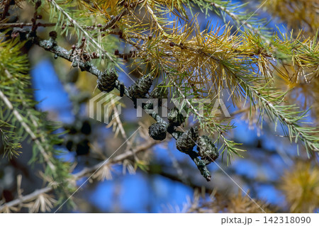 Mature Japanese Larch Cones with Reflexed Scales and Autumn Needles Mature Japanese Larch Cones with Reflexed Scales and Autumn Needles 142318090