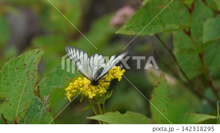 コキンレイカの蜜を吸うミヤマシロチョウ コキンレイカの蜜を吸うミヤマシロチョウ 142318295