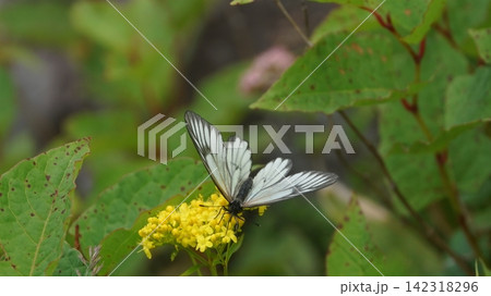 コキンレイカの蜜を吸うミヤマシロチョウ コキンレイカの蜜を吸うミヤマシロチョウ 142318296