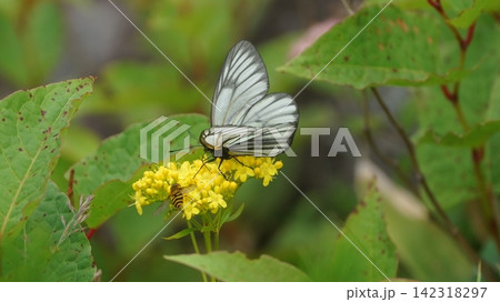 コキンレイカの蜜を吸うミヤマシロチョウ コキンレイカの蜜を吸うミヤマシロチョウ 142318297